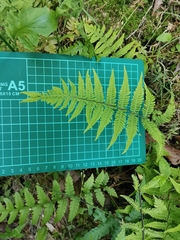 Metathelypteris laxa