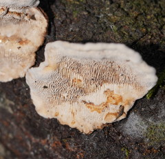 Datronia brunneoleuca