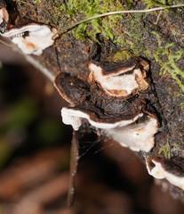 Datronia brunneoleuca