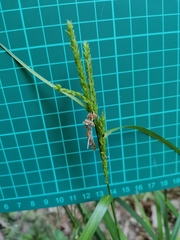 Carex ischnostachya