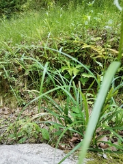 Carex ischnostachya