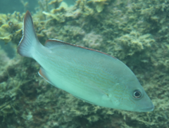 Lutjanus lemniscatus