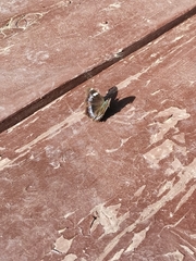 Kaniska canace nojaponicum