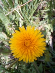 Taraxacum officinale