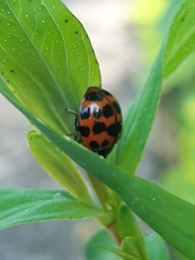 Harmonia axyridis