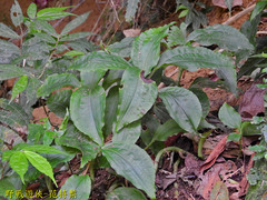Goodyera rubicunda