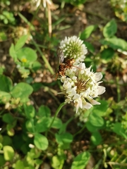 Nomada japonica