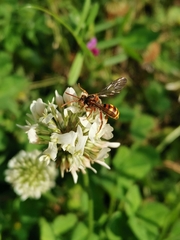 Nomada japonica