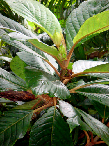 Cyrtandra lillianae