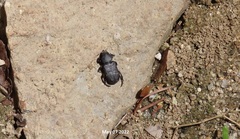 Clinterocera scabrosa