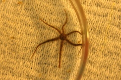 Ophiactoidea