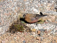 Leucosticte australis