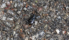 Clinterocera scabrosa