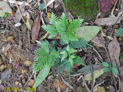 Pteris grevilleana