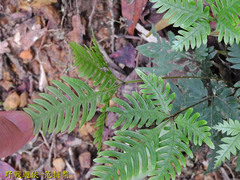 Pteris grevilleana