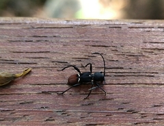Epipedocera atritarsis djoui