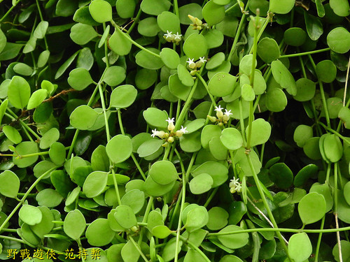 Dischidia