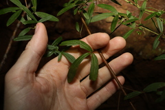 Zieria smithii