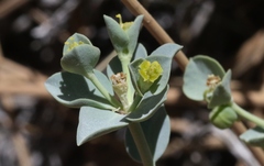 Euphorbia lurida