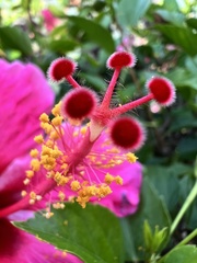 Hibiscus rosa-sinensis