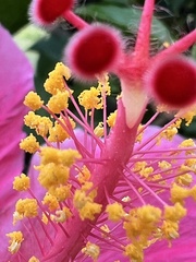 Hibiscus rosa-sinensis