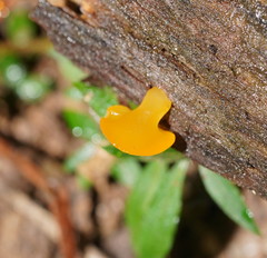 Heterotextus miltinus