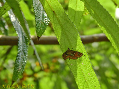 Paracymoriza cataclystalis