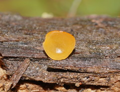 Heterotextus miltinus