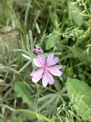 Geranium linearilobum