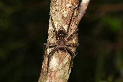 Heteropoda procera