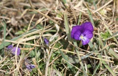 Viola aethnensis