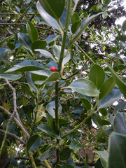 Ilex × altaclerensis