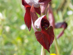 Serapias cordigera