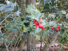 Ilex pernyi