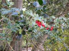 Ilex pernyi