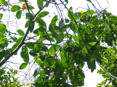 Clematis crassifolia