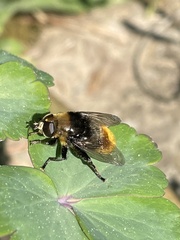 Merodon equestris