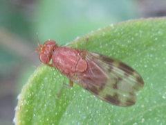 Homoneura mayrhoferi