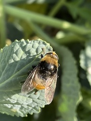 Merodon equestris