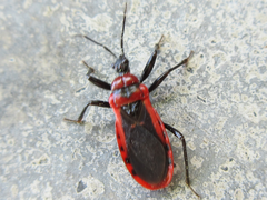 Haematoloecha nigrorufa