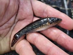 Gobiomorphus australis