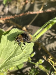 Merodon equestris