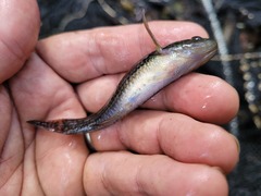 Gobiomorphus australis