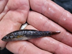 Gobiomorphus australis