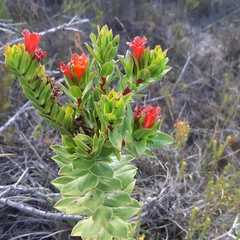 Lobostemon sanguineus