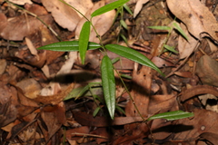 Parsonsia rotata
