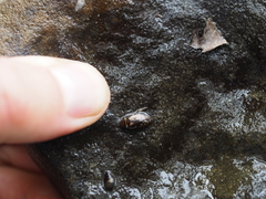 Platambus maculatus