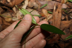 Parsonsia rotata