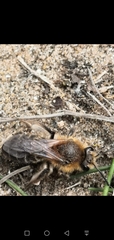 Andrena barbilabris