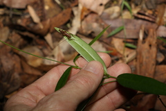 Parsonsia rotata